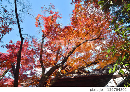 宝筐院の紅葉 宝筐院の紅葉 136764802