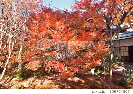 宝筐院の紅葉 宝筐院の紅葉 136764807