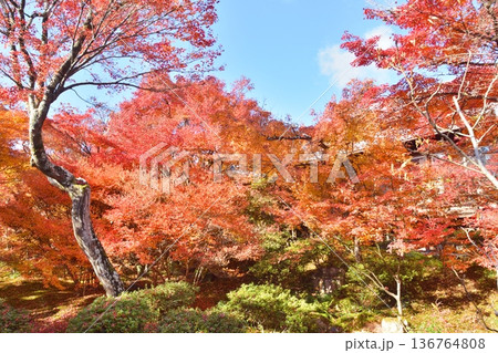 宝筐院の紅葉 宝筐院の紅葉 136764808