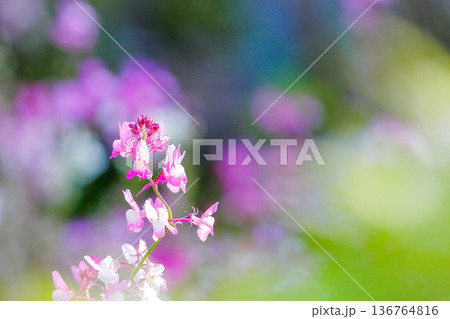 春の光に揺れるリナリアの花 春の光に揺れるリナリアの花 136764816