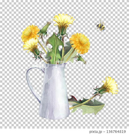 A bouquet of yellow dandelions in a white aluminum jug. Watercolor illustration on an isolated background. Realistic wildflowers for summer design, postcards, invitations. 136764819