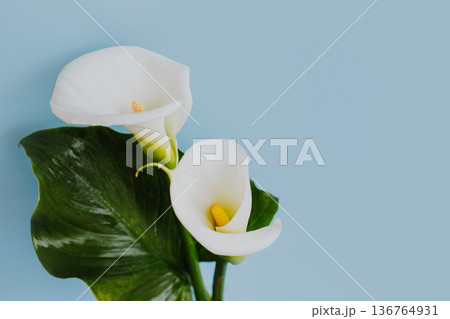 Beautiful white Calla Lily flowers on a light blue background. 136764931