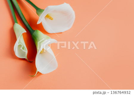 Beautiful white Calla Lilies flowers on a peach pastel background. 136764932