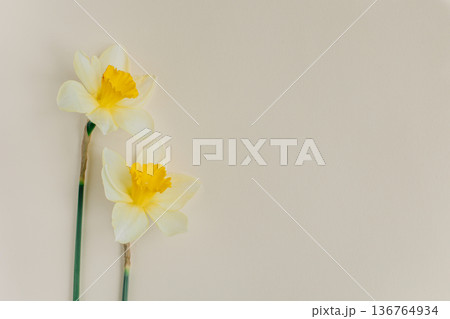 Beautiful flowers of yellow daffodil (narcissus) on a light yellow background. 136764934