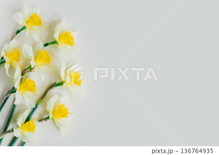 Beautiful flowers of yellow daffodil (narcissus) on a light yellow background. 136764935