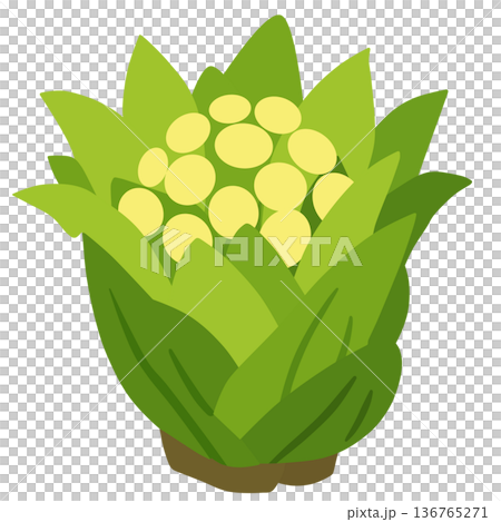 ふきのとう 136765271