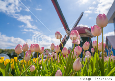 チューリップ畑に咲くピンクのチューリップ チューリップ畑に咲くピンクのチューリップ 136765285