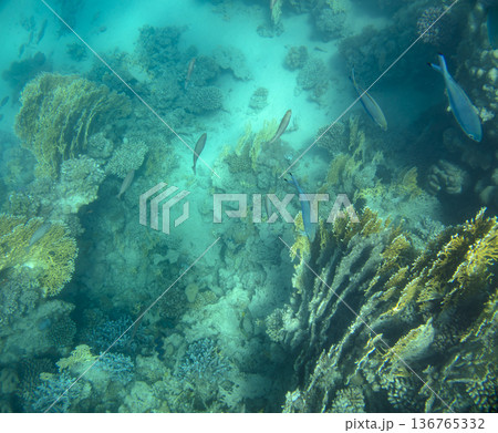 sea fish near coral reef, underwater 136765332