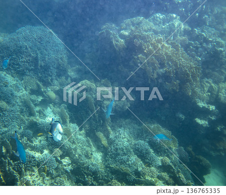 sea fish near coral reef, underwater sea fish near coral reef, underwater 136765335