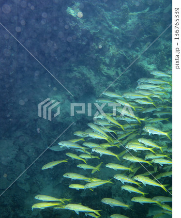 sea fish near coral reef, underwater 136765339