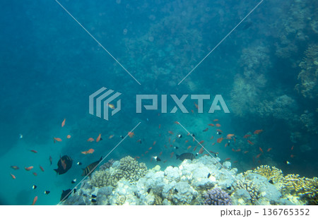 sea fish near coral reef, underwater sea fish near coral reef, underwater 136765352