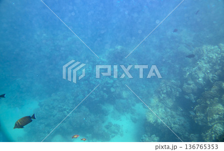 sea fish near coral reef, underwater sea fish near coral reef, underwater 136765353