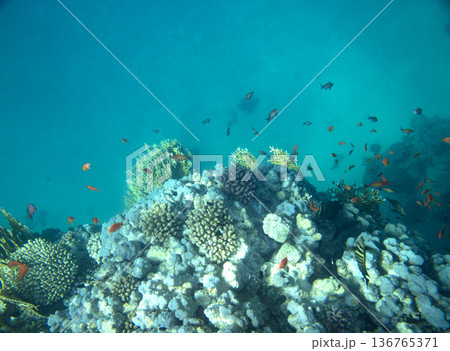 sea fish near coral reef, underwater 136765371