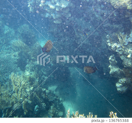 sea fish near coral reef, underwater 136765388