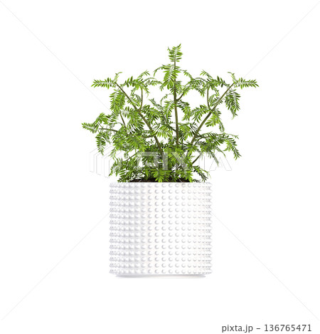 decorative flower in a pot isolate on a transparent background, 3D illustration, cg render 136765471