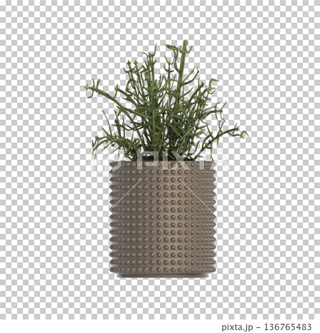 decorative flower in a pot isolate on a transparent background, 3D illustration, cg render decorative flower in a pot isolate on a transparent background, 3D illustration, cg render 136765483