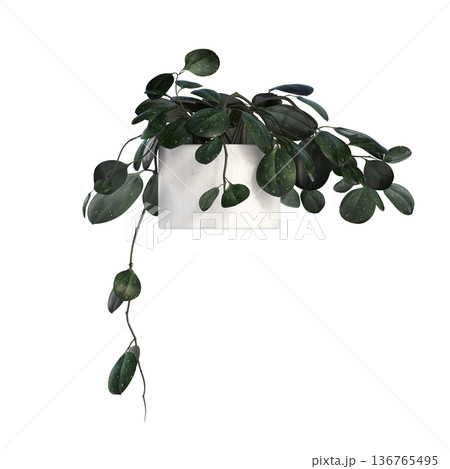 decorative flower in a pot isolate on a transparent background, 3D illustration, cg render decorative flower in a pot isolate on a transparent background, 3D illustration, cg render 136765495