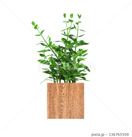 decorative flower in a pot isolate on a transparent background, 3D illustration, cg render decorative flower in a pot isolate on a transparent background, 3D illustration, cg render 136765509