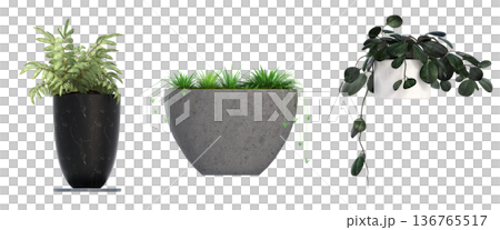 decorative flower in a pot isolate on a transparent background, 3D illustration, cg render decorative flower in a pot isolate on a transparent background, 3D illustration, cg render 136765517