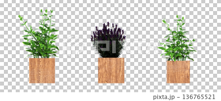 decorative flower in a pot isolate on a transparent background, 3D illustration, cg render decorative flower in a pot isolate on a transparent background, 3D illustration, cg render 136765521