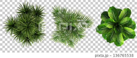 decorative flowers and plants for the interior, top view, isolated on transparent background, 3D illustration, cg render 136765538