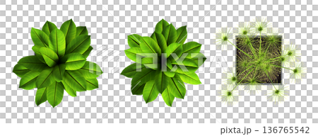 decorative flowers and plants for the interior, top view, isolated on transparent background, 3D illustration, cg render decorative flowers and plants for the interior, top view, isolated on transparent background, 3D illustration, cg render 136765542