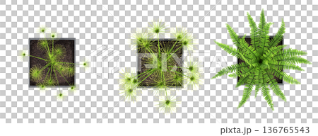 decorative flowers and plants for the interior, top view, isolated on transparent background, 3D illustration, cg render decorative flowers and plants for the interior, top view, isolated on transparent background, 3D illustration, cg render 136765543