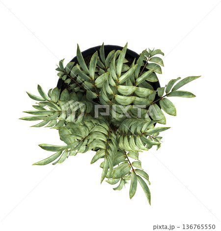 decorative flowers and plants for the interior, top view, isolated on transparent background, 3D illustration, cg render 136765550
