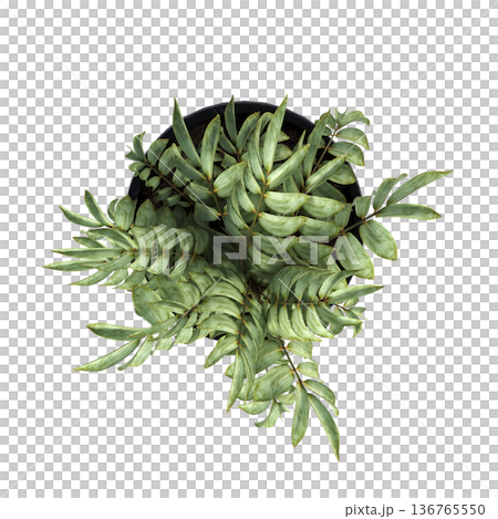 decorative flowers and plants for the interior, top view, isolated on transparent background, 3D illustration, cg render 136765550
