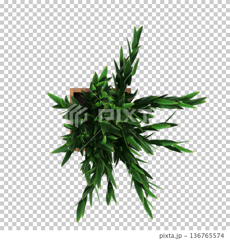 decorative flowers and plants for the interior, top view, isolated on transparent background, 3D illustration, cg render decorative flowers and plants for the interior, top view, isolated on transparent background, 3D illustration, cg render 136765574