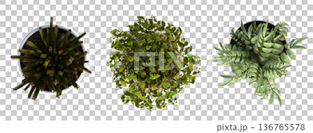 decorative flowers and plants for the interior, top view, isolated on transparent background, 3D illustration, cg render decorative flowers and plants for the interior, top view, isolated on transparent background, 3D illustration, cg render 136765578