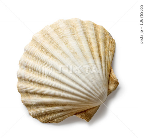 seashell on a white background 136765655