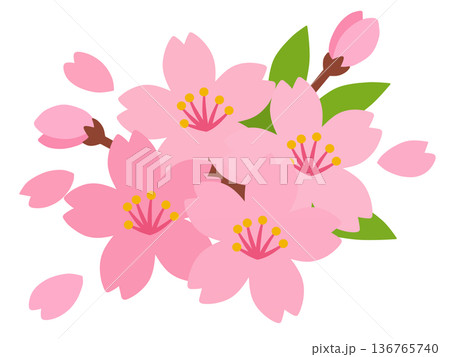 桜の花 136765740