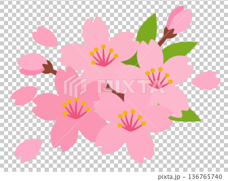 桜の花 136765740