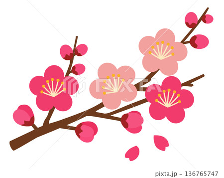 梅の花 梅の花 136765747