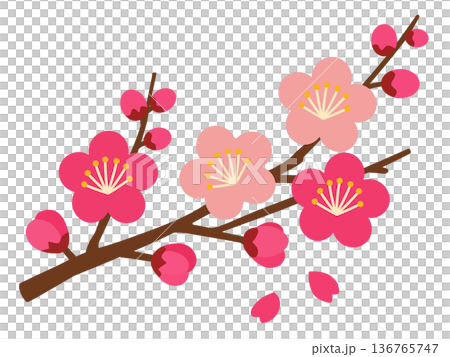 梅の花 梅の花 136765747