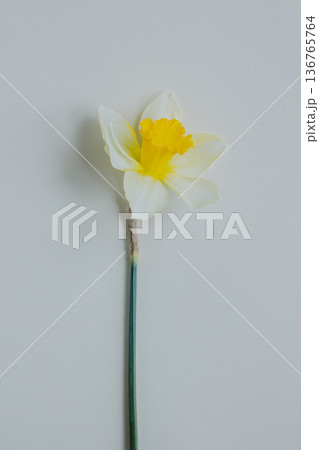 Beautiful flower of yellow daffodil (narcissus) on a light yellow background. 136765764