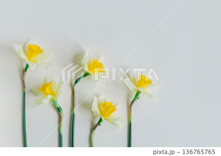 Beautiful flowers of yellow daffodil (narcissus) on a light yellow background. Beautiful flowers of yellow daffodil (narcissus) on a light yellow background. 136765765