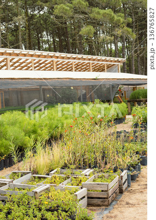 Nursery growing pine saplings and native plants for reforestation and ecological conservation Nursery growing pine saplings and native plants for reforestation and ecological conservation 136765827