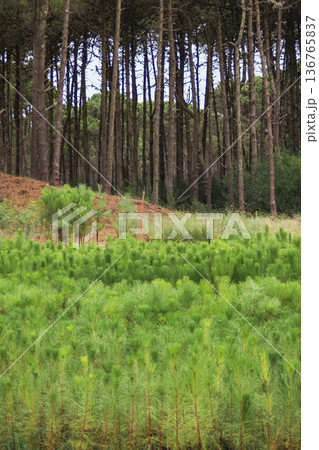 Young pine seedlings growing in a greenhouse with a pine forest in the background. Vertical photograph Young pine seedlings growing in a greenhouse with a pine forest in the background. Vertical photograph 136765837