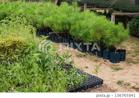Nursery grows different types of young trees as part of plans to protect the environment. Nursery grows different types of young trees as part of plans to protect the environment. 136765841