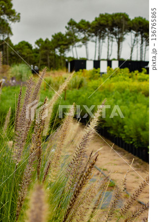 Vertical view of grasses in the foreground, with a greenhouse visible in the blurred background.  136765865