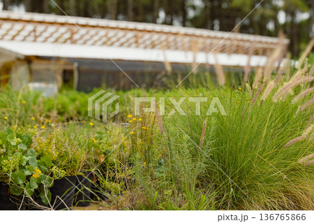 Horizontal shot of grasses in the foreground and a greenhouse nursery in blurred background Horizontal shot of grasses in the foreground and a greenhouse nursery in blurred background 136765866