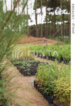 Vertical view of flowerbeds with young trees and flowers growing in a nursery. Pine fores in the background Vertical view of flowerbeds with young trees and flowers growing in a nursery. Pine fores in the background 136765868