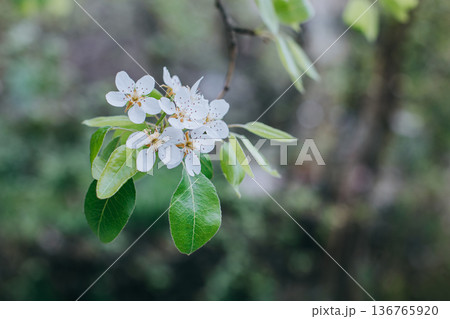 Beautiful branch with white blossom in a spring garden. Beautiful branch with white blossom in a spring garden. 136765920