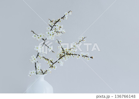 Beautiful blossom branches in a white vase on a grey background. Beautiful blossom branches in a white vase on a grey background. 136766148