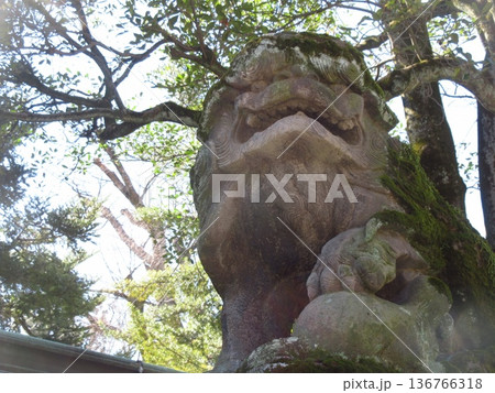 府中市大國魂神社の苔むした狛犬 136766318