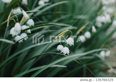 Beautiful flowers of Spring snowflake (Leocojum vernum) in a spring garden. Beautiful flowers of Spring snowflake (Leocojum vernum) in a spring garden. 136766329