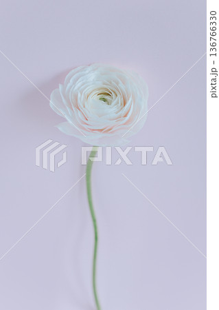 Tender Ranunculus flower on a light violet background. 136766330