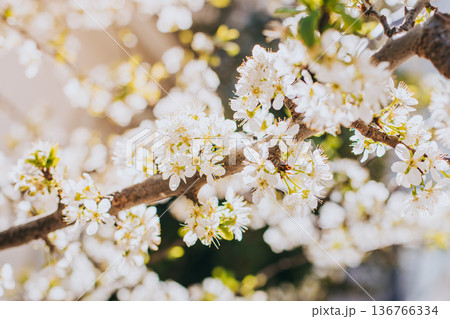 Beautiful branch with white blossom in a spring garden. Spring background. 136766334